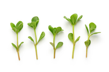 fresh purslane, edible weeds isolated on white background