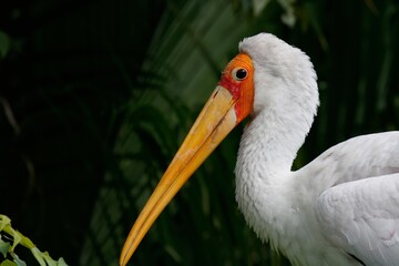 Poster - yellow billed stork