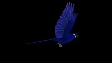 Indigo Macaw - Parrot Bird - Flying Loop - Side View Close Up - 3D Animation With Alpha Channel Isolated On Transparent Background
