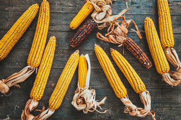 Canvas Print - Autumn fruit with corn on wood. Thanksgiving autumn background