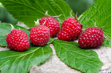 Wall Mural - The red has reached tasty sweet raspberries