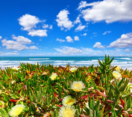 Wall Mural - Portugal. Beach at coast Atlantic Ocean. Flower purslane sand. Sunny summery day with blue sky and white cloud.