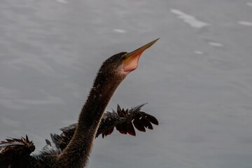 Poster - anhinga