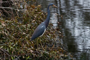 Poster - tricolor heron