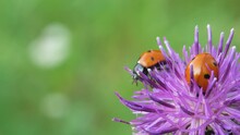 Red Tiny Spotted Ladybug Crawls On Thistle Flower On Green Field Background
