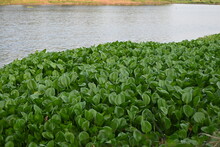 Pontederia Crassipes, Formerly Eichornia Crassipes, Commonly Known As Common Water Hyacinth Is An Aquatic Plant 