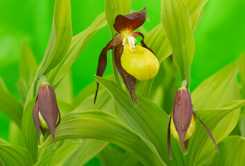 Wall Mural - Lady's-slipper orchid, Cypripedium calceolus