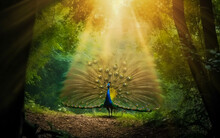 The Morning's Beautiful Light Is Shining On A Peacock In The Forest.  Generative AI