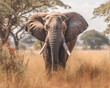 wild elephant walk through the savanna of Tarangire National Park in Tanzania, East Africa