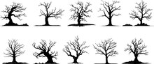 Silhouette Of A Dead Tree Vector Illustration. Illustration Of Trees And Branches Without Leaves
