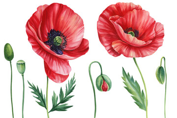 Red poppies, bud, leaf on white background, botanical hand painted watercolor clipart, Set flowers flora design elements