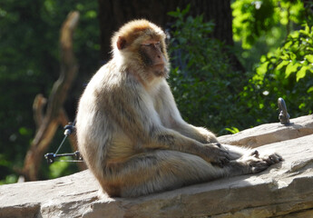 Wall Mural - portrait of barbary macaque monkey