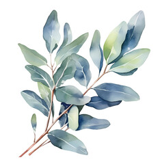 Wall Mural -  eucalyptus leaves watercolor PNG