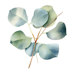 Wall Mural -  eucalyptus leaves watercolor PNG