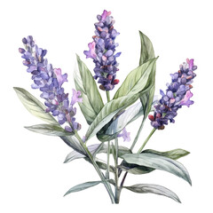 Wall Mural - lavender watercolor illustration