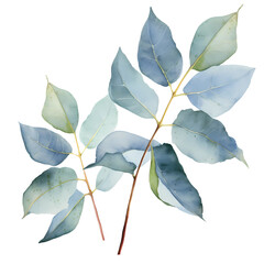 Wall Mural -  eucalyptus leaves watercolor PNG