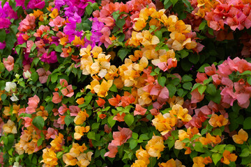 Wall Mural - Beautiful bougainvillea flowers with green leaves