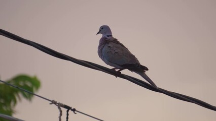 Wall Mural - Closeup shot of a dove sitting on a wire in India. Bird sitting on an electric wire. 