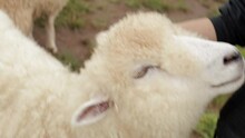 Cute Sheep Allow People To Pet It Head In Livestock