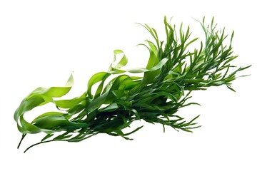 Wall Mural - seaweed isolated on white background. Generated by AI.