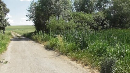 Wall Mural - Swampland Nature Reserve with a Dirt road