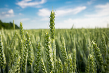 Sticker - field of green wheat