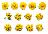 floral flatlays with yellow pansies on white background, ai generated