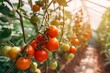 Thriving cherry tomato plants growing in the garden. Generative AI