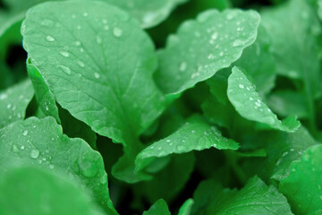 Green leaves background. Edible leaves with water dew drops growing in a soil. Perfect video suitable for seasonal use. Radish foliage. Healthy green food. Fresh salad. Vegetable backdrop. Veggies