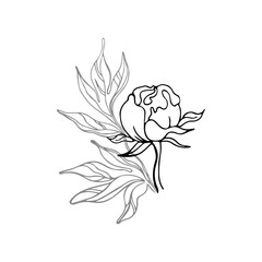 Wall Mural - Vector drawing of a flower bud and leaves. Flowering plant, garden. An unopened peony bud. Line art, outline black and white drawing isolated on white background.