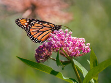 Monarch Butterfly On A Milkweed Flower, Blurred Natural Background,  Summer Time, An Endangered Species Of Butterfly