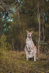 Wall Mural - a closeup of the adult kangaroo in the Australian wild forest during a daylight 