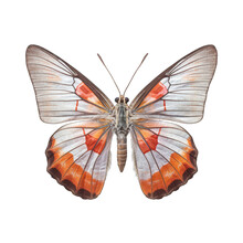 Gray Hairstreak Butterfly -  Strymon Spp. Transparent PNG.. Transparent PNG. Generative AI