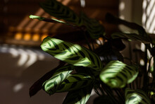 Blinds In Bedroom Casting Shadows With Light Slipping In Bars Across House Plant Leaf