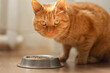 red cat is going to eat cat food, dry food in a bowl on the floor, looking at the camera