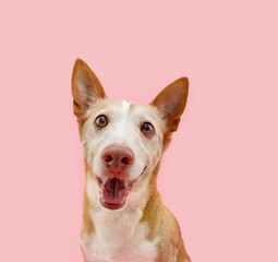 Wall Mural - Portrait happy smiling andalusian hound dog. Isolated on pink pastel background