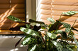 © Austockphoto - Blinds in bedroom casting shadows with light slipping in bars across house plant leaf