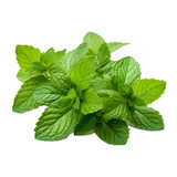 Mint Leaves Isolated