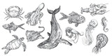 Fototapeta Boho - Handdrawn sea animals illustrations pack, fish drawings, artwork, sushi, fish, design, sea animal