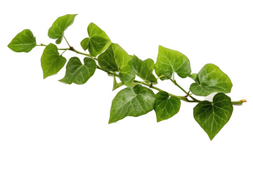 hanging jungle vine plant bush of bush grape or three - leaved wild vine cayratia( cayratia trifolia