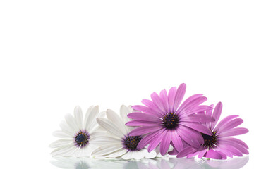 Wall Mural - Beautiful white and purple Osteospermum flowers on white background