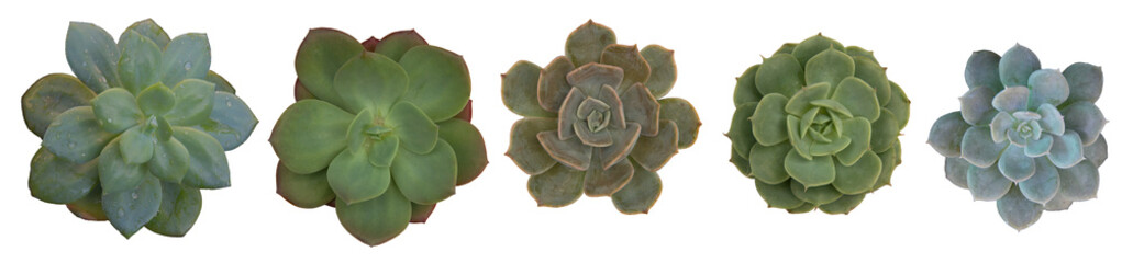 Echeveria laui blue prince, echeveria pollux pastel pink, Mexican Snowball (Echeveria elegans), Echeveria lilacina, succulent plant isolated on white background, PNG file, top view, flat lay.