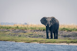 Fototapeta Sawanna - African elephant stands on riverbank facing camera