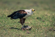 African fish eagle with fish on grass