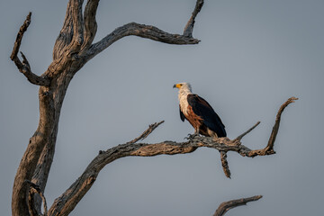 African fish eagle with catchlight on branch