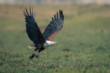 African fish eagle flies low over floodplain