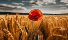  A Poppy In A Field Of Wheat Under A Cloudy Blue Sky With A Black Spot In The Center Of The Flower And A Few Stalks Of Wheat In The Foreground.  Generative Ai
