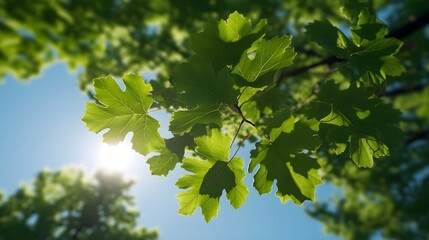 Wall Mural - Green Sugar maple leaves tree, angle view from bottom with bright sun glare. Generative AI technology.