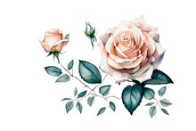 Big White Rose Flower And Leaves In Watercolor Style On A White Background Generative Ai