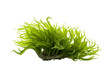 Isolated Green Codium Sea Weed Transparent Background, AI